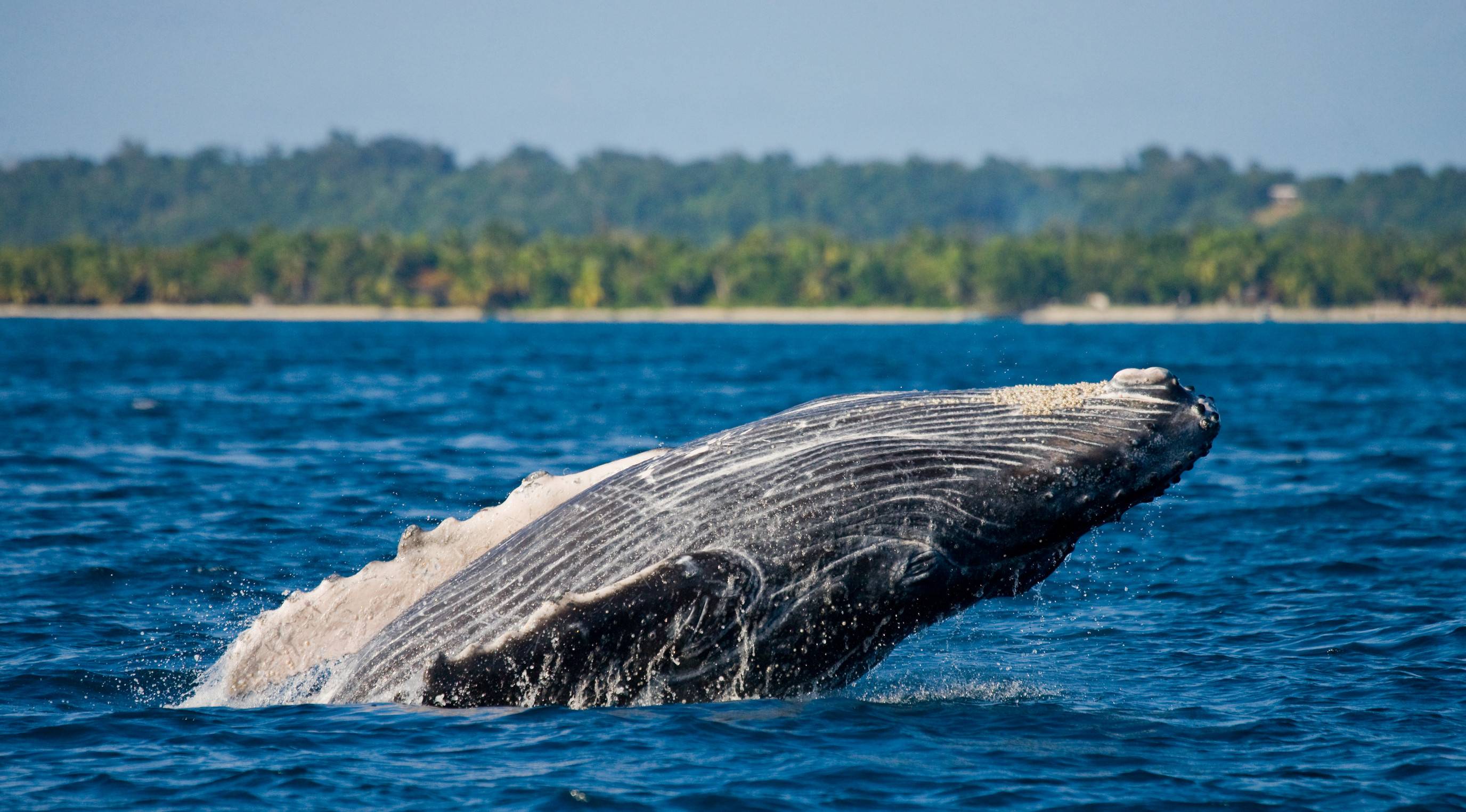 A humpback whale breaches off the coast of Madagascar A humpback whale breaches off the coast of Madagascar