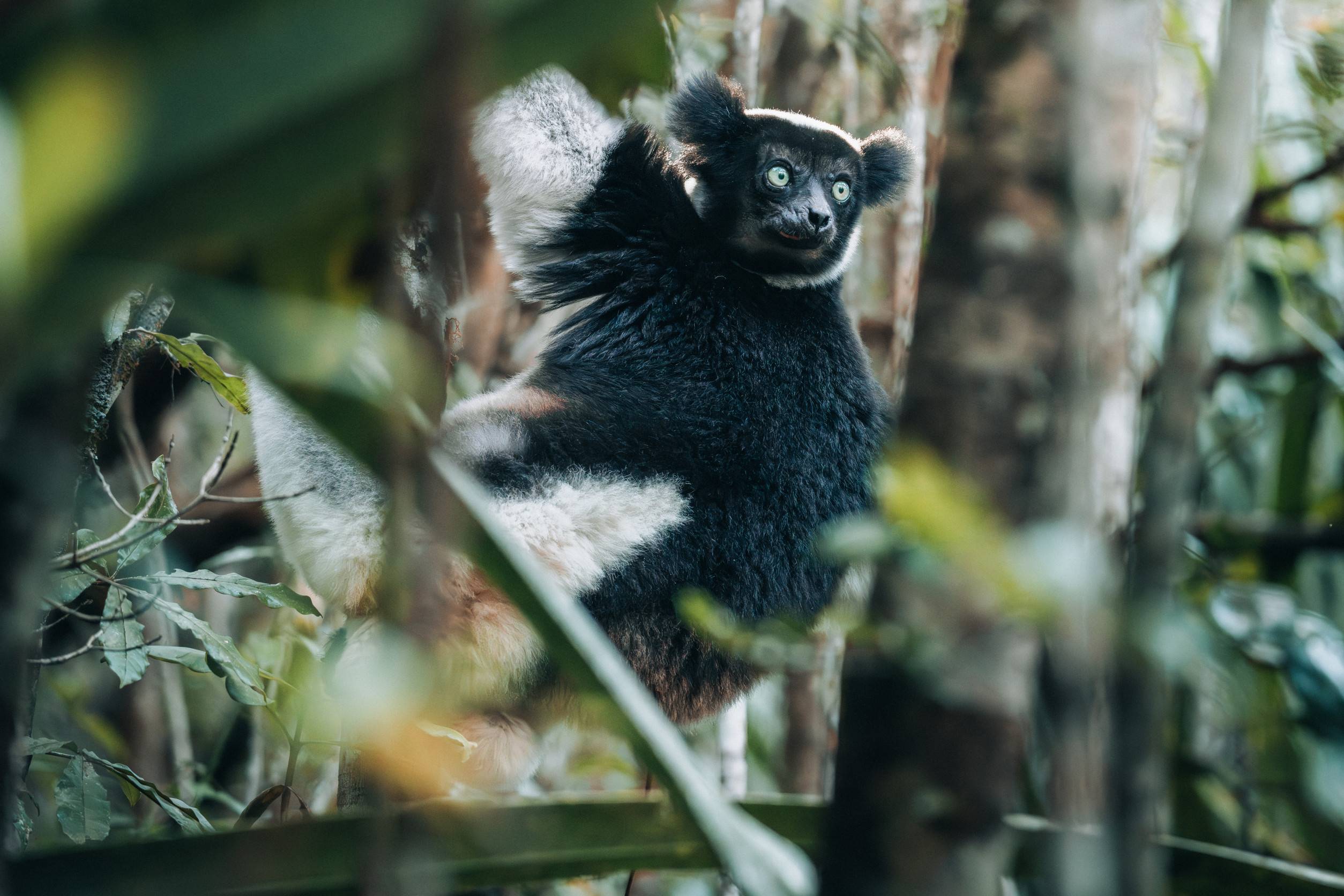 Andasibe Mantadia National Park In Madagascar
