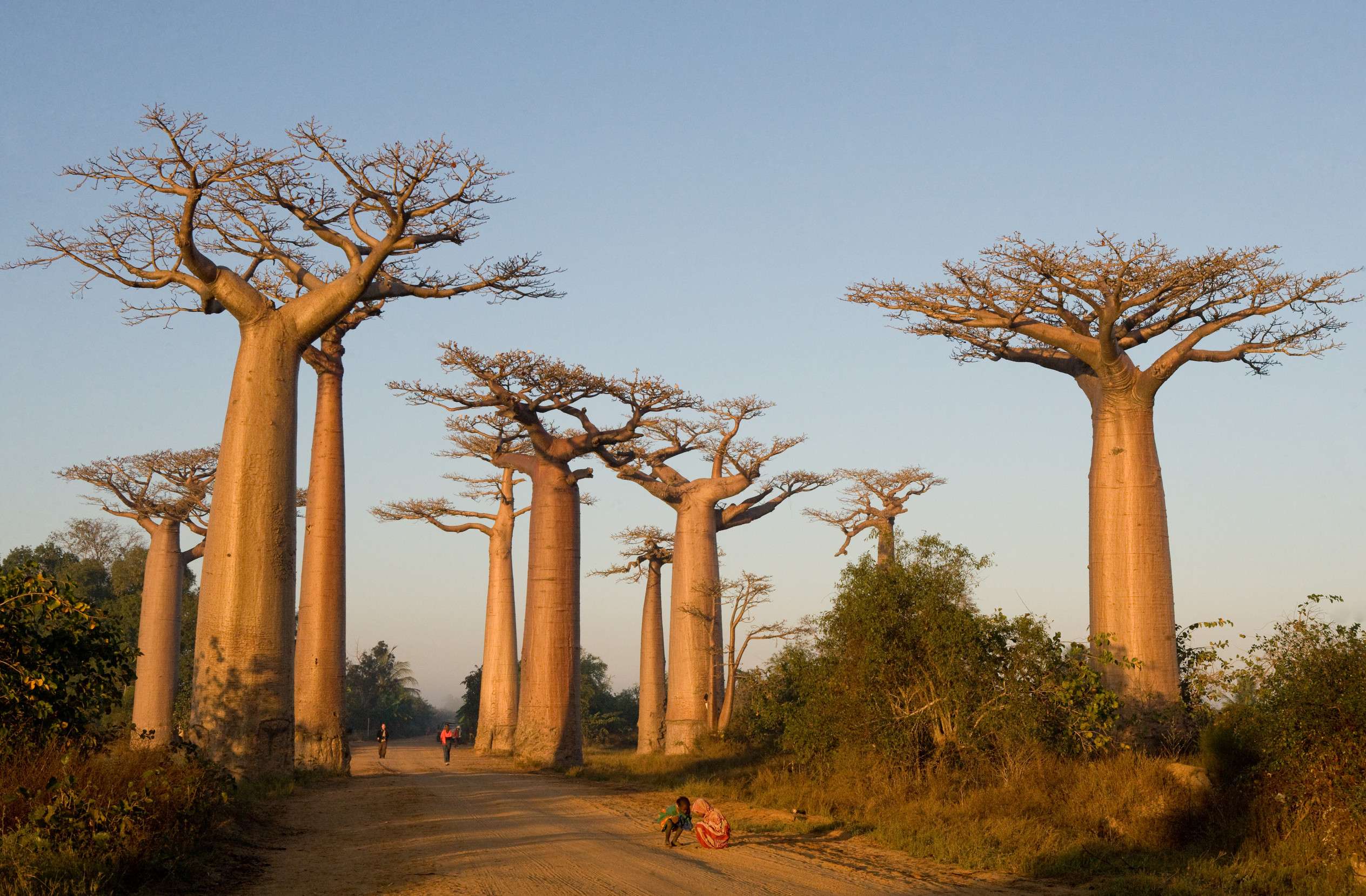 Avenue Of Baobabs During The Evening