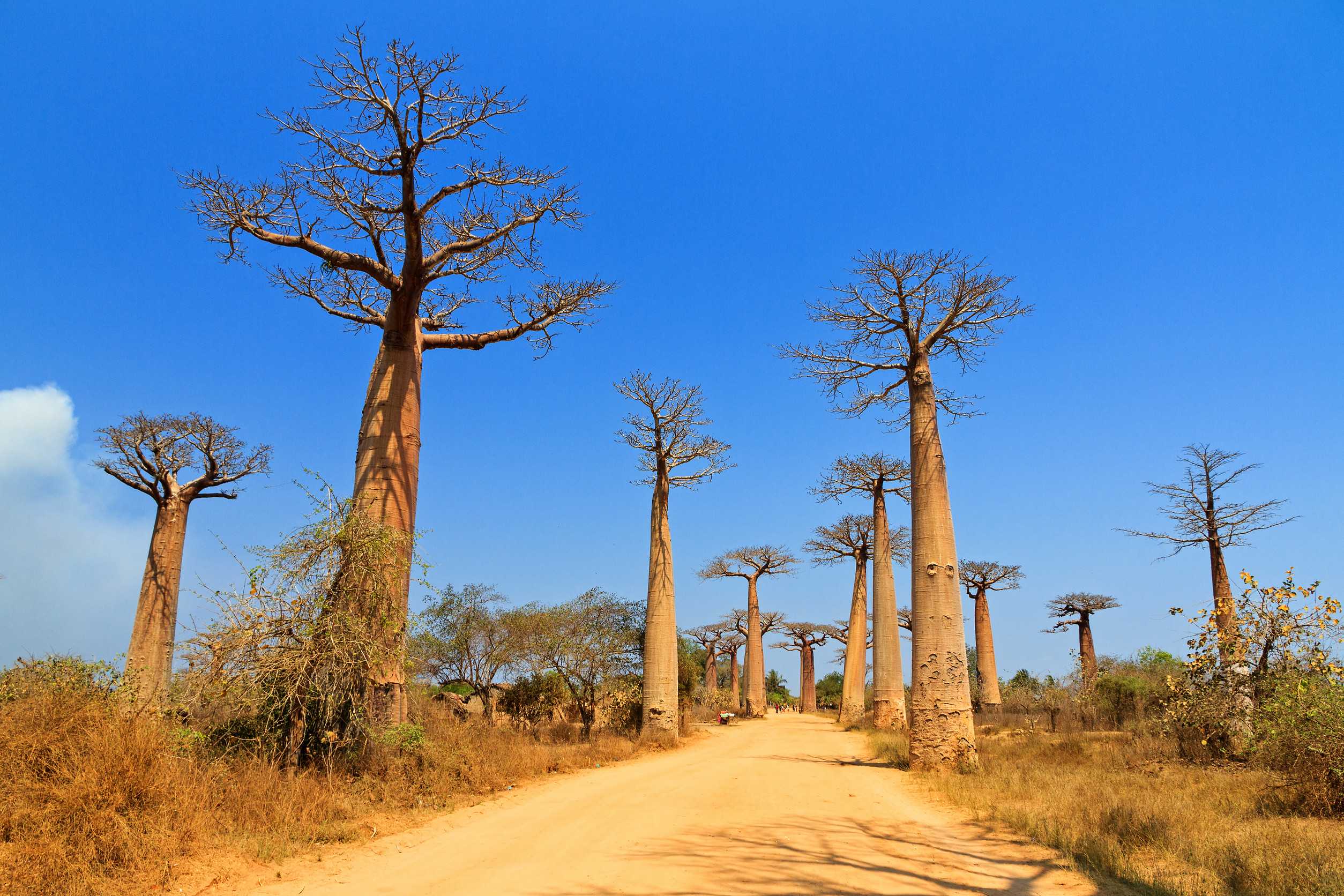 Avenue Of Baobabs In Madagascar