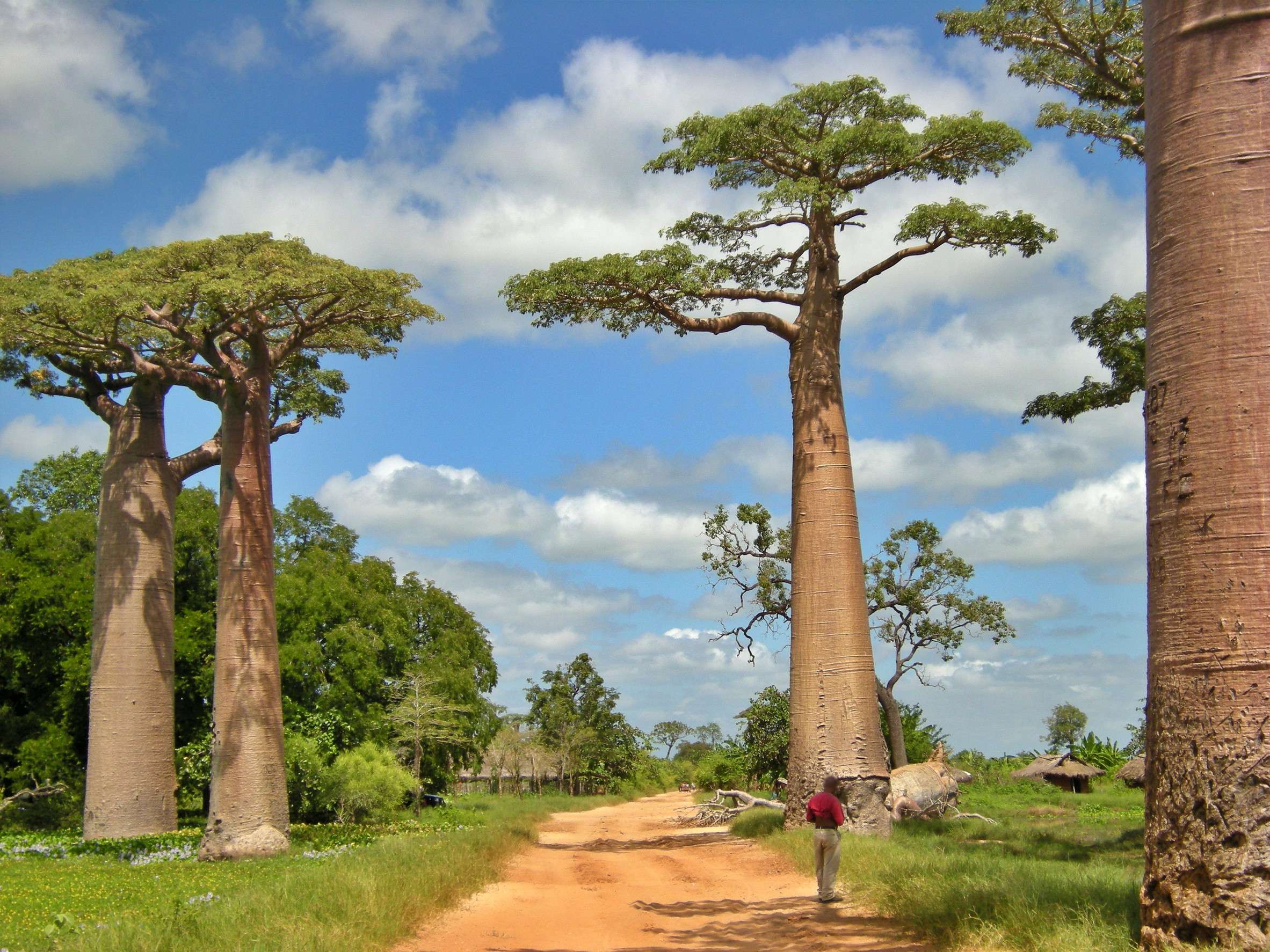 Avenue of Baobas, Madagascar Avenue of Baobas, Madagascar