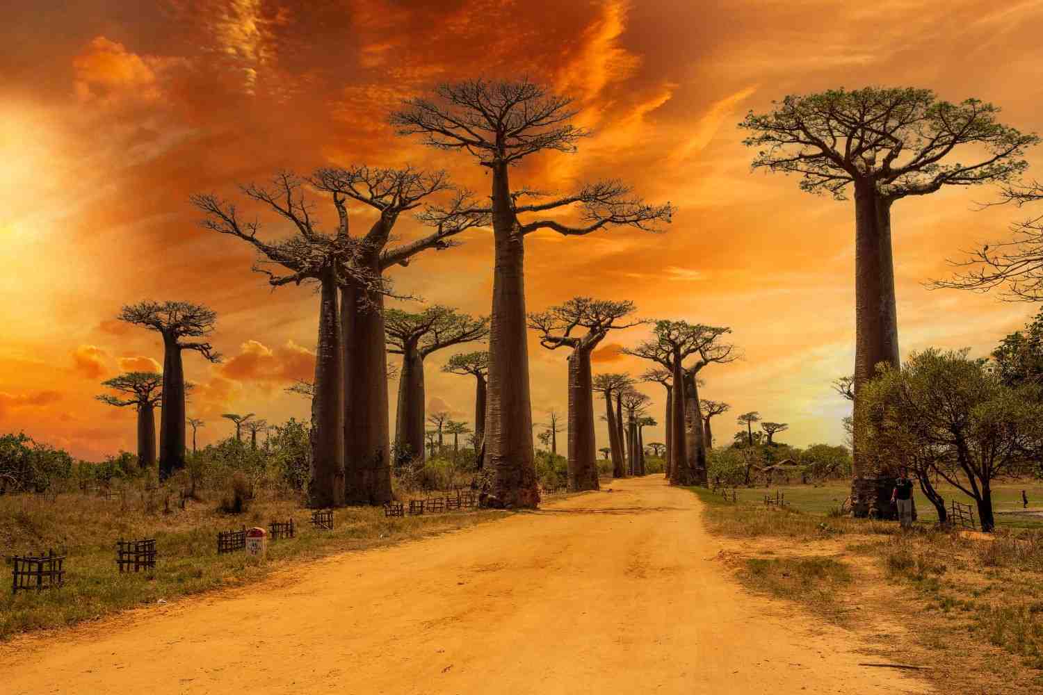 Baaob Trees In Madagascar
