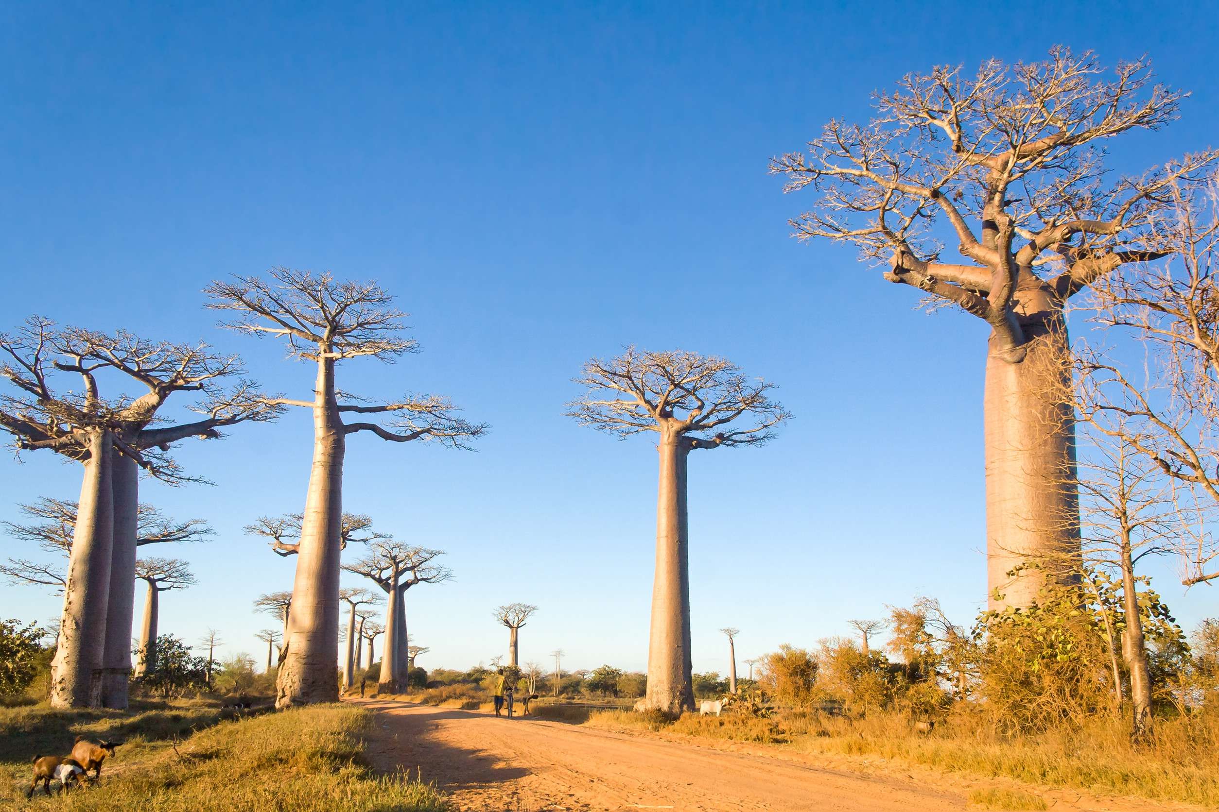 Baobab Trees, Madagascar