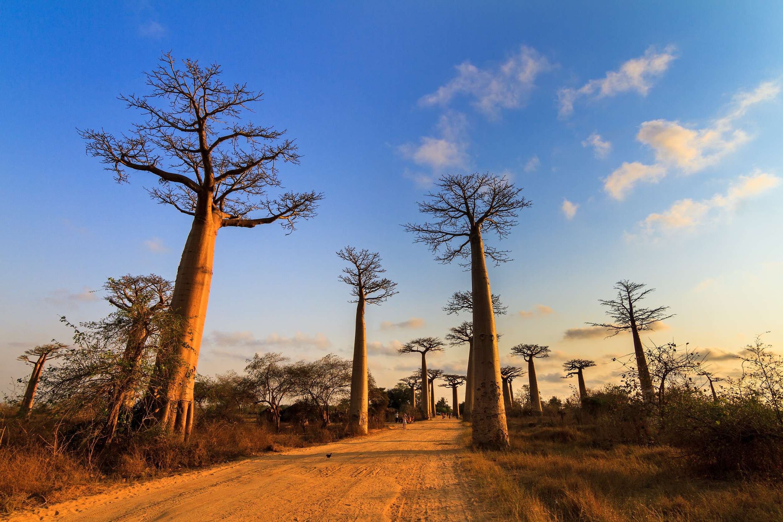 Beautiful Baobab Trees At Sunset At The Avenue Of The Baobabs In Madagascar Beautiful Baobab Trees At Sunset At The Avenue Of The Baobabs In Madagascar