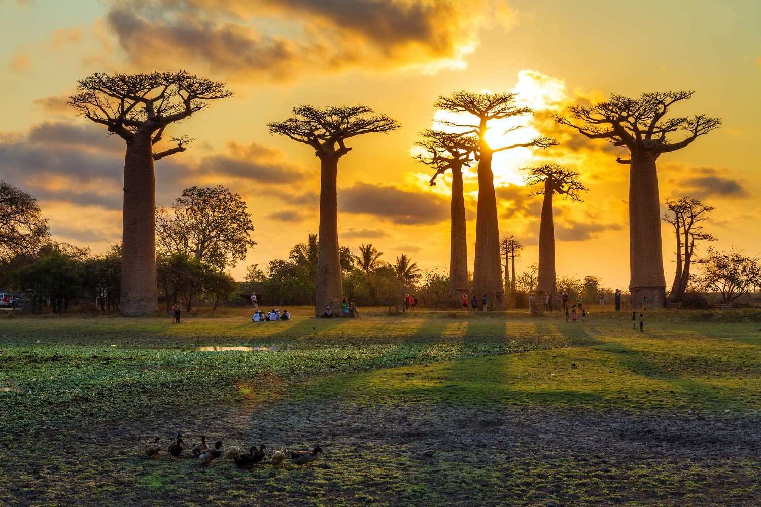 Beautiful Baobab Trees During Sunset