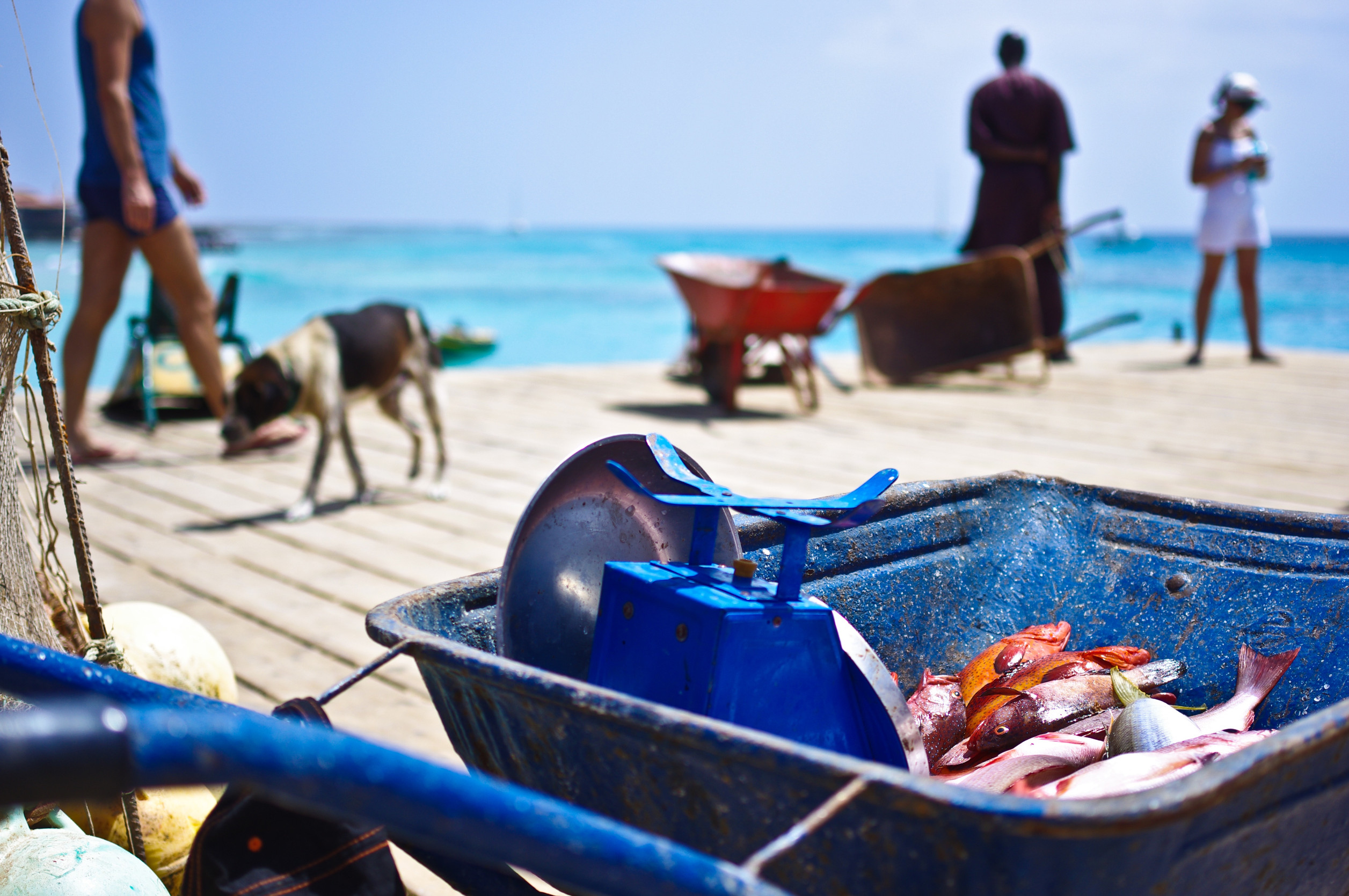 Coastal Market Experiences
