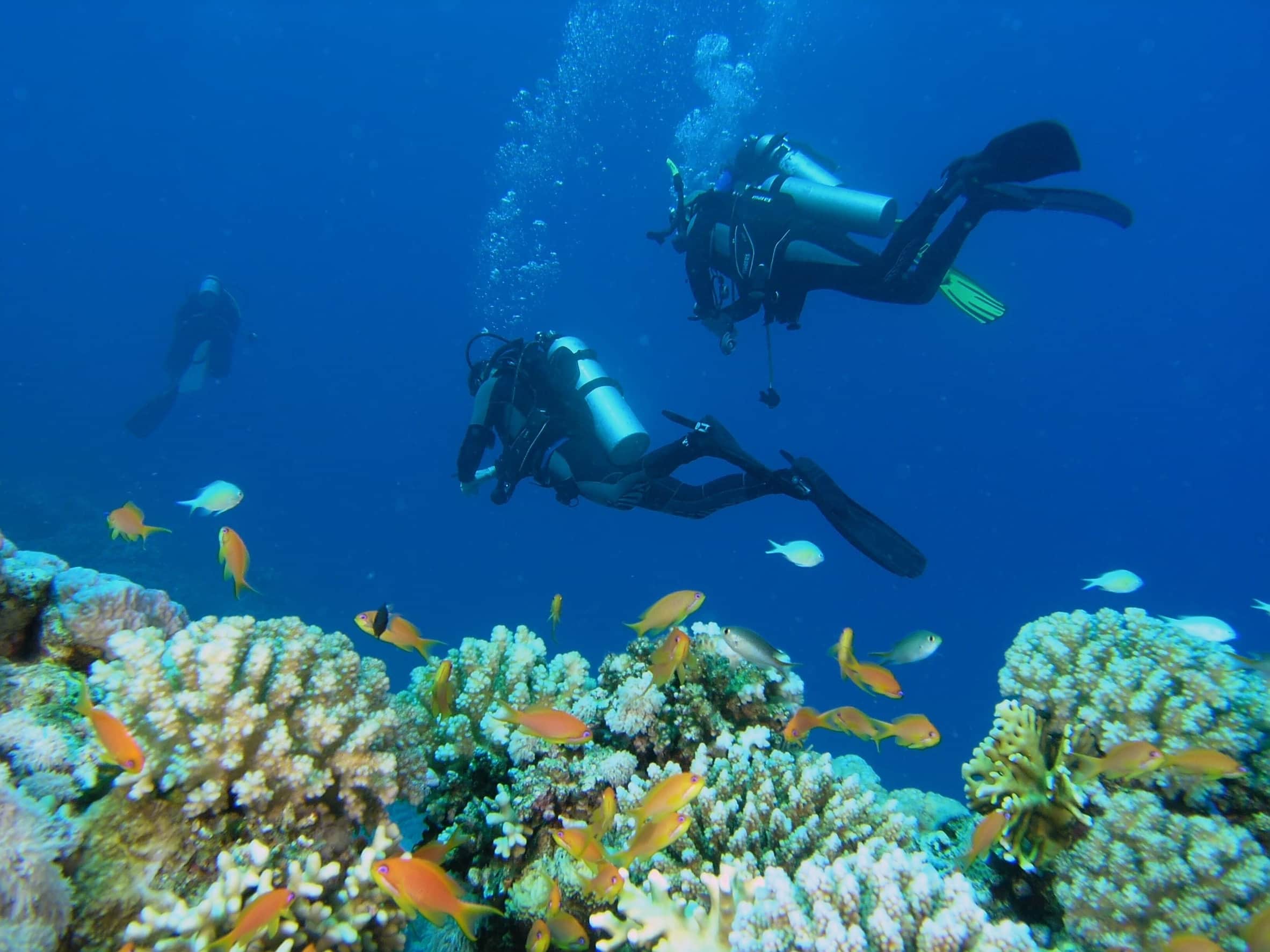 Divers Scubadiving Underwater