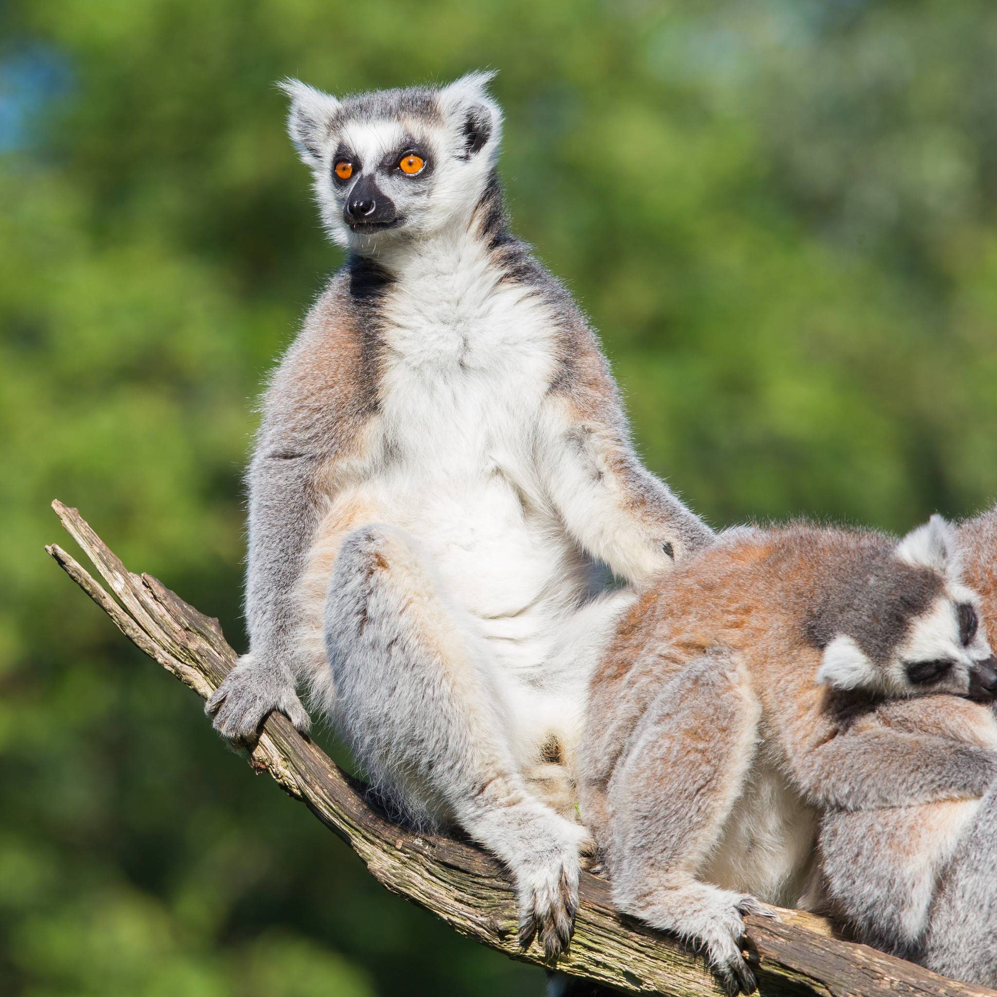 Family Of Ring Tailed Lemurs Basking In The Sun