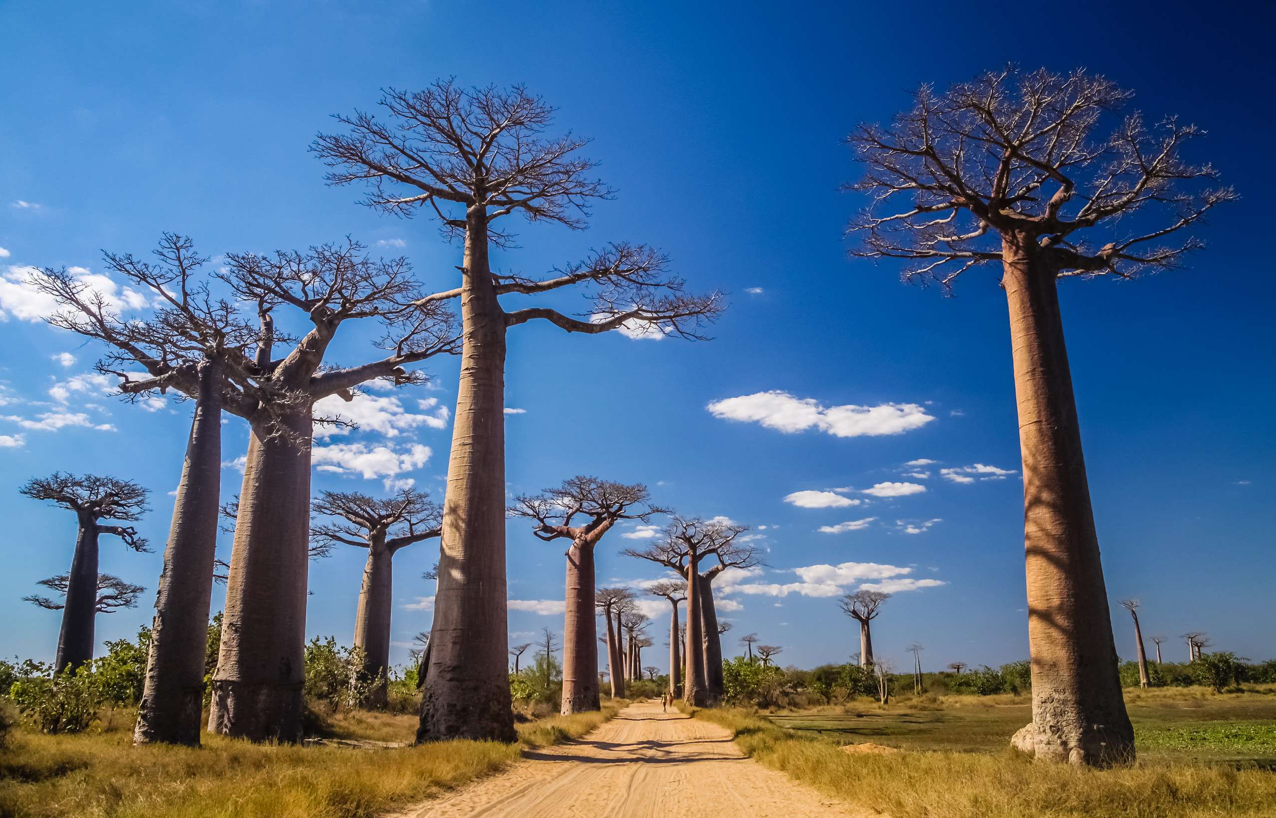 Famous Avenida De Baobab Near Morondava In Madagascar Famous Avenida De Baobab Near Morondava In Madagascar