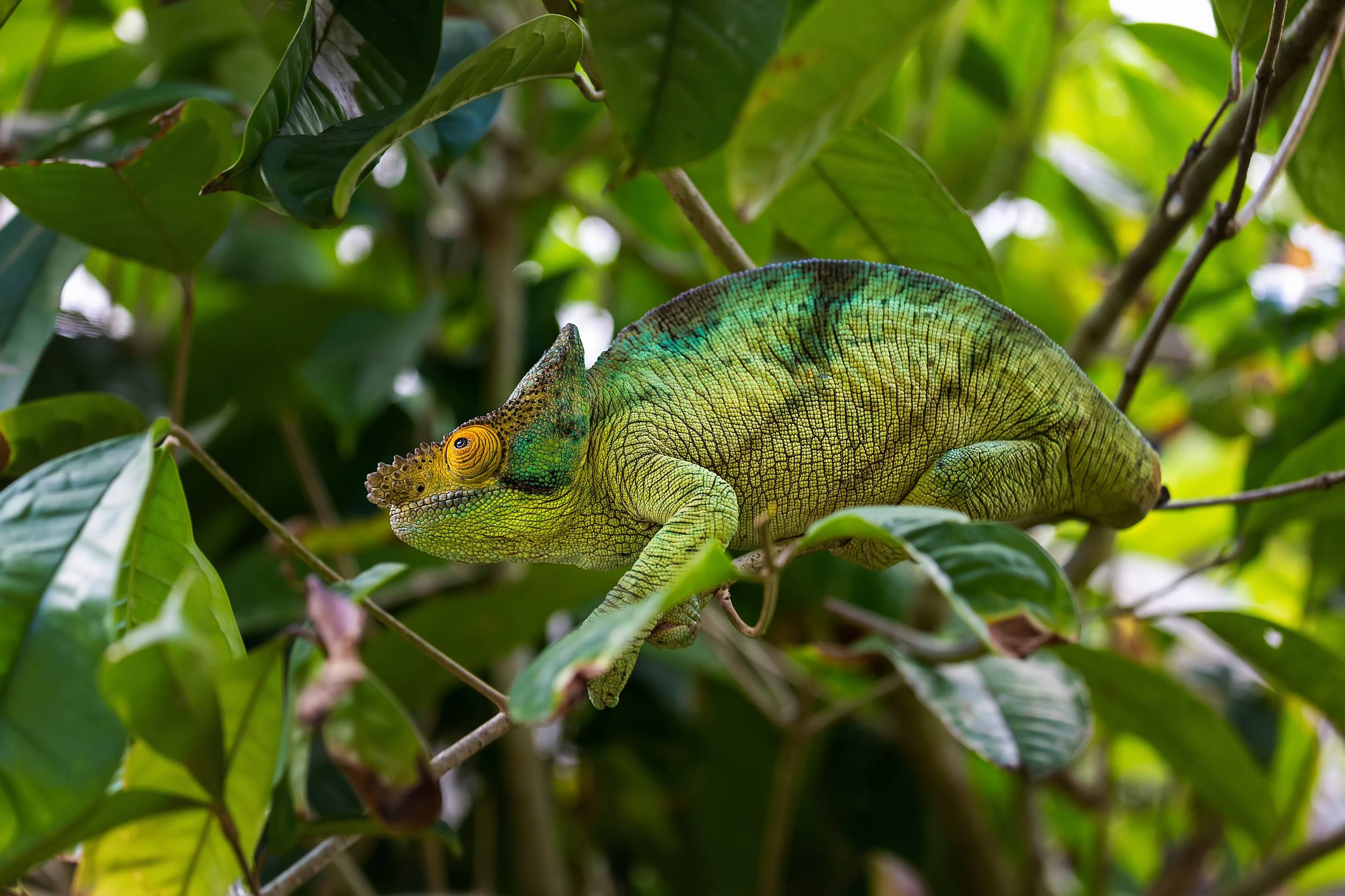 Green chameleon in Andasibe-Mantadia National Park, Madagascar