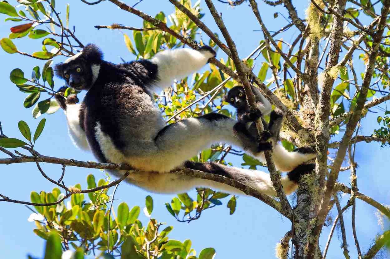 Indri Lemur In Andasibe National Park