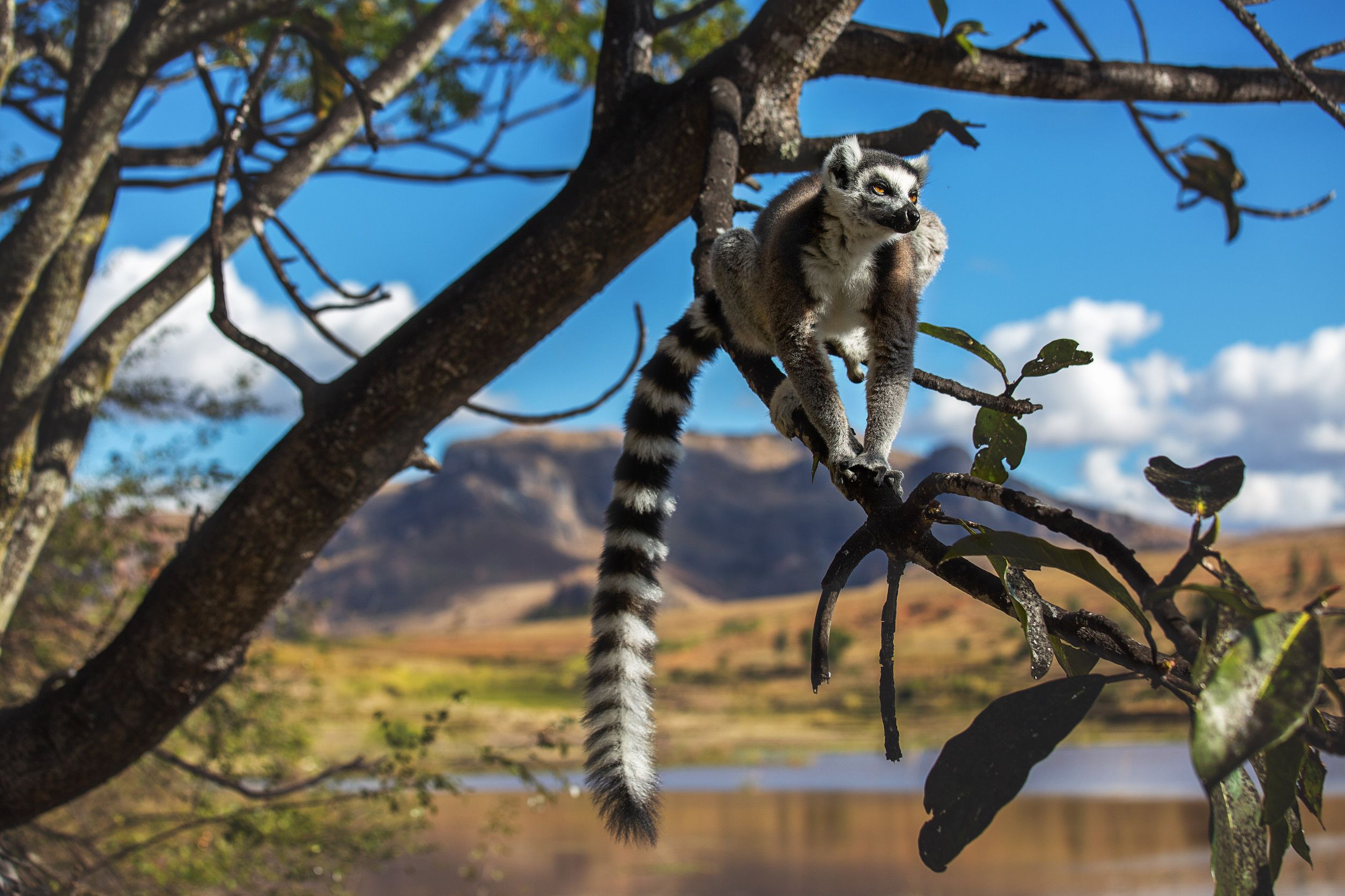 Lemur or katta in a natural habitat, Madagascar Lemur or katta in a natural habitat, Madagascar