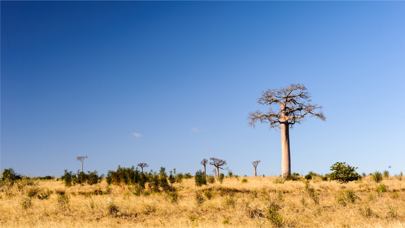 Madagascar Travel Tips: Your Ultimate Guide