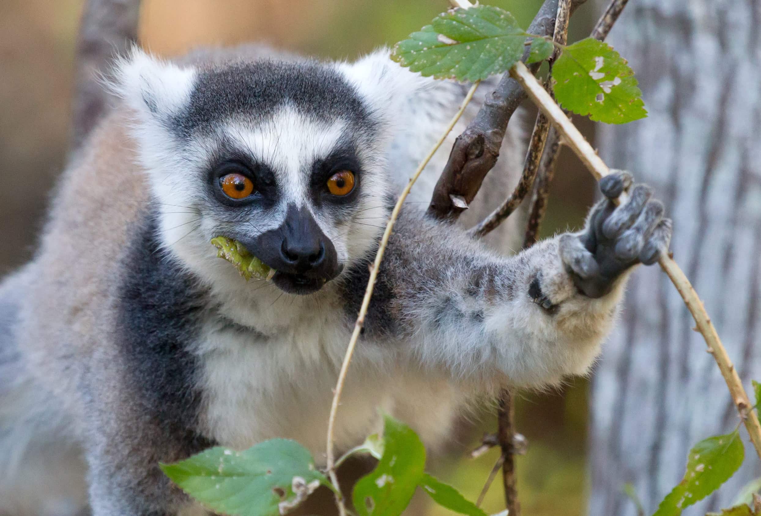 Maki Lemur In Madagascar