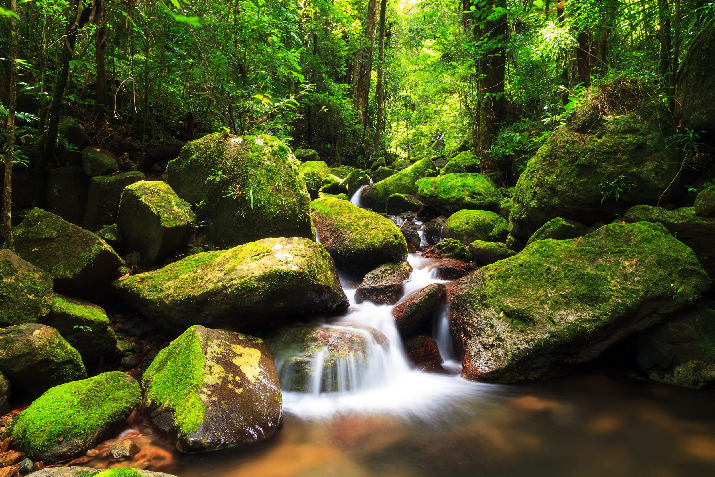 Masoala Rainforest Stream