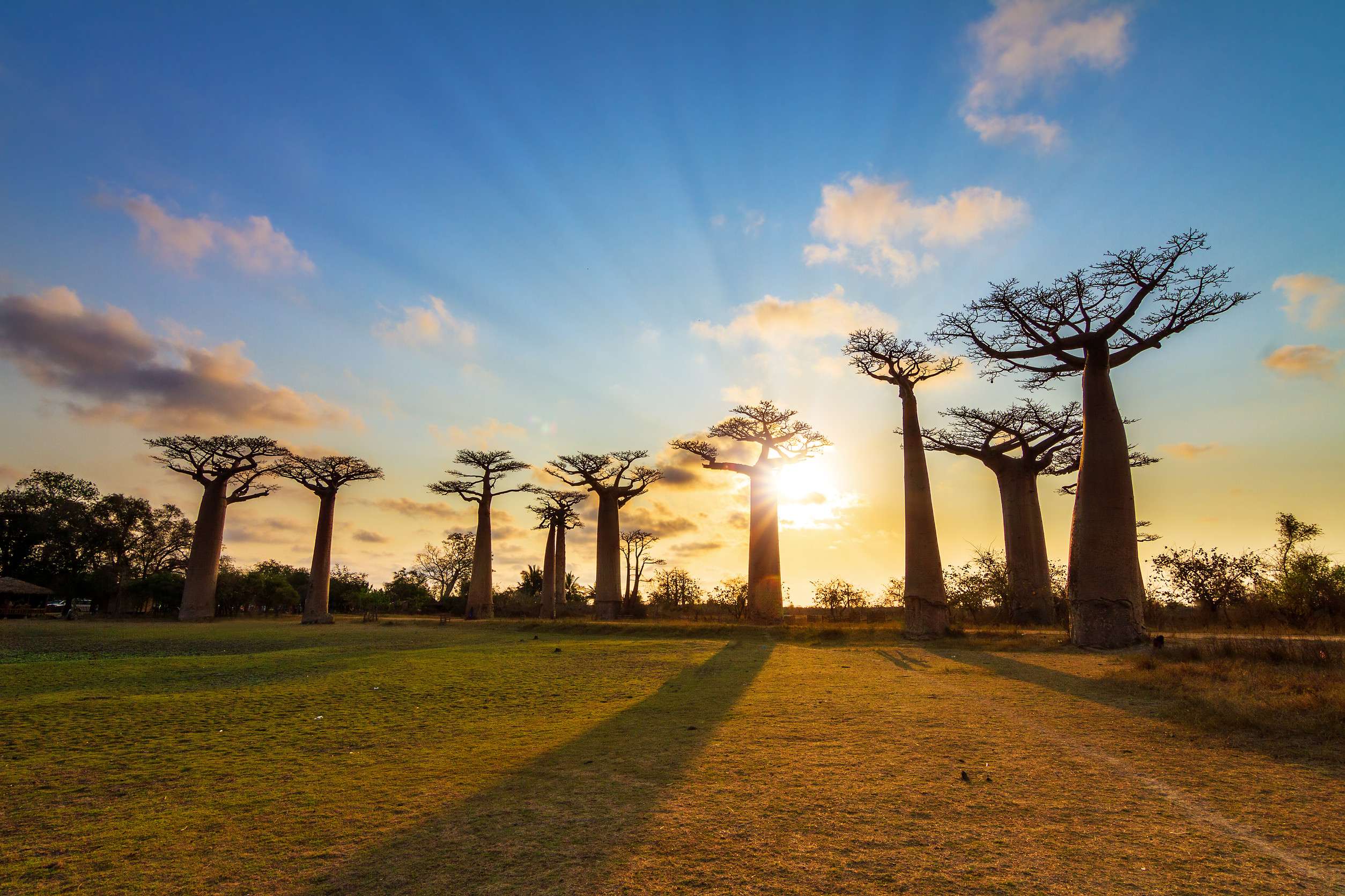 Sunset over Baobab trees, Madagascar