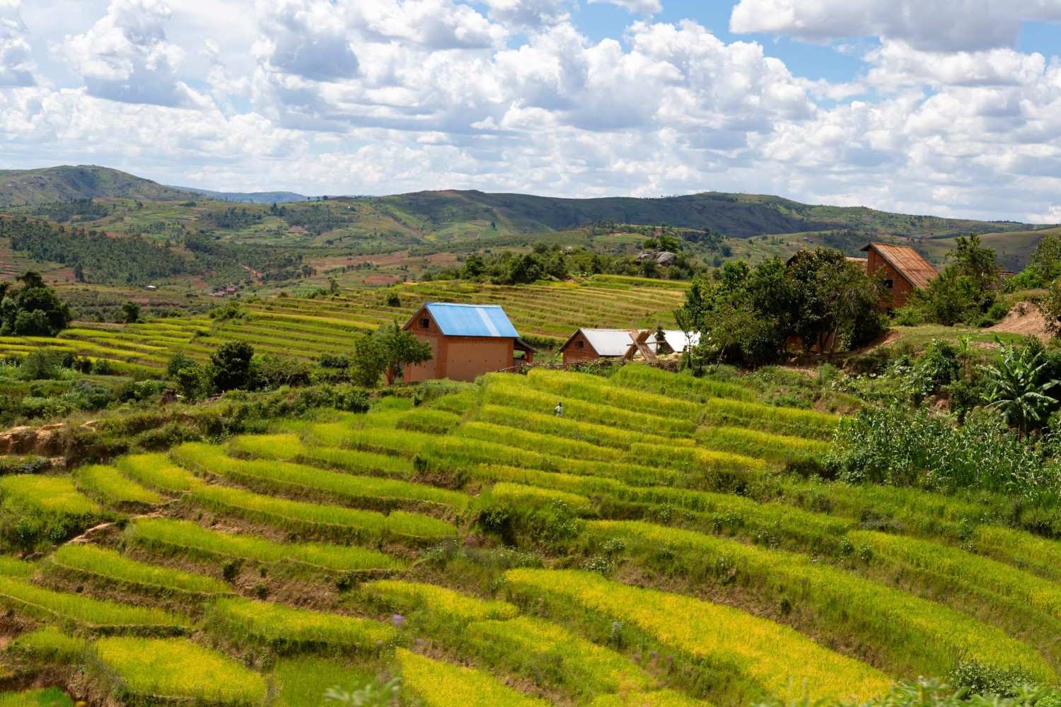 The Landscape Shots Of Green Fields Of Madagascar