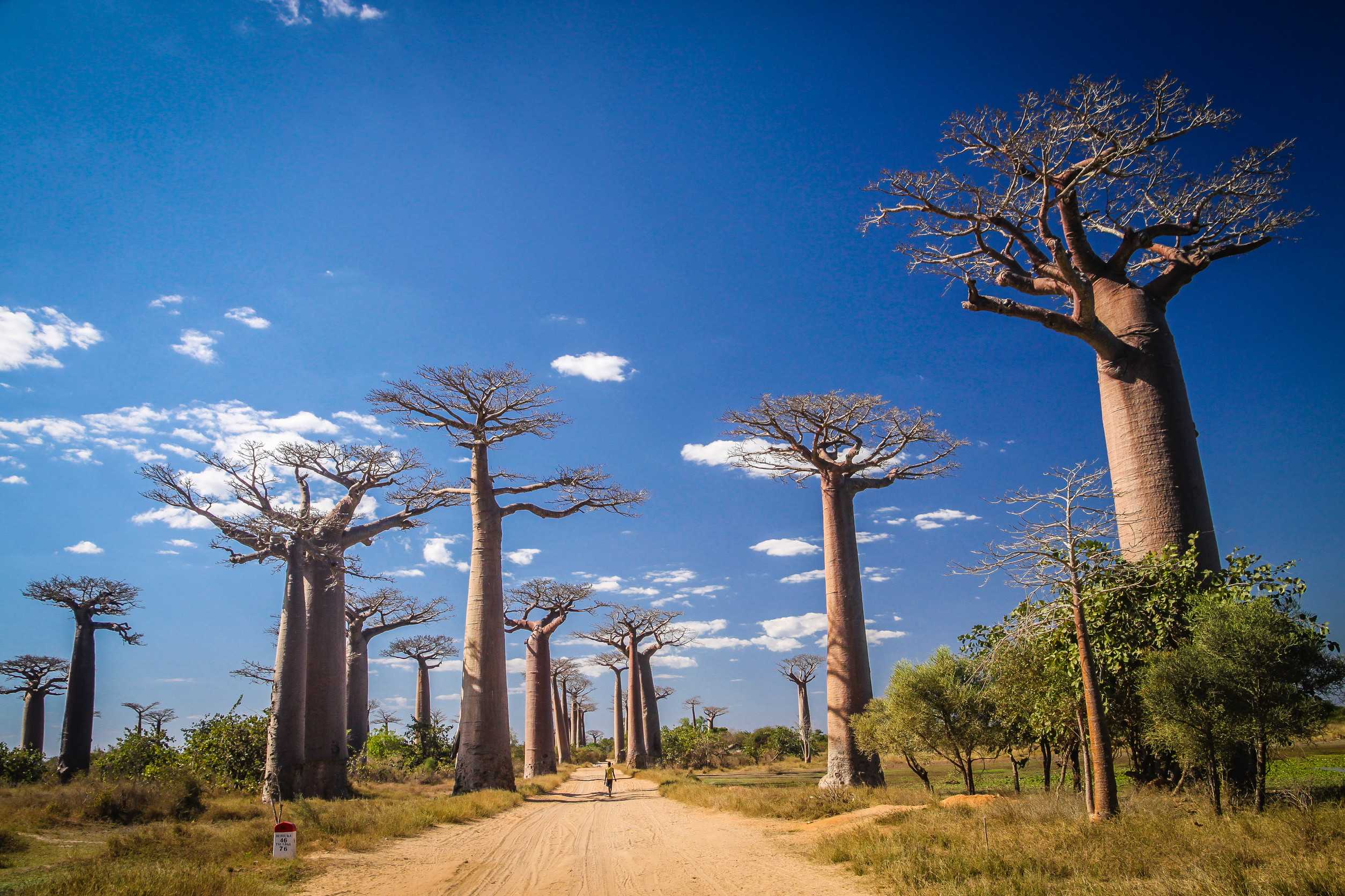 Unidentified Boy Walking On The Sandy Path In The Famous Avenida De Baobab Near Morondava In Unidentified Boy Walking On The Sandy Path In The Famous Avenida De Baobab Near Morondava In